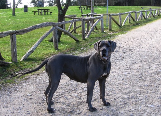 La gorda llena de babas después de un largo paseo por el Área Recreativa de Deva. Ella quería seguir, pero nosotros estábamos rotos...